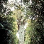 Waipoua Forest #1