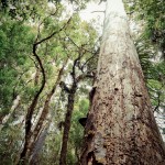 Waipoua Forest #2