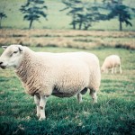 le mouton NZ